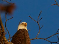 11-15-15-Nanjemoy-28030