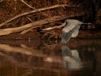 11-15-15-Nanjemoy-28085