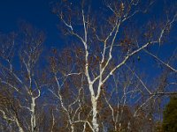 11-15-15-Nanjemoy-28250