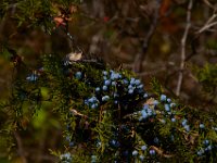 11-15-15-Nanjemoy-28277