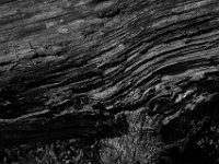11-15-15-Nanjemoy-28323