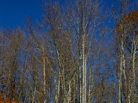 11-15-15-Nanjemoy-28326