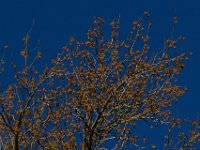 11-15-15-Nanjemoy-28330
