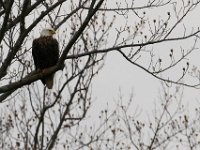 03-12-16-Nanjemoy-20730