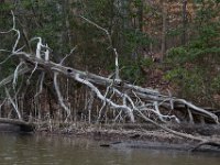 03-12-16-Nanjemoy-20862