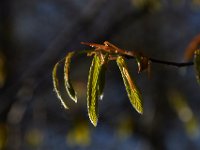 04-16-16-Rocky Gorge-21055