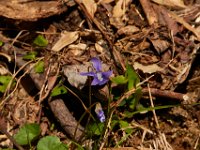 04-16-16-Rocky Gorge-21101