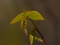 04-16-16-Rocky Gorge-21123
