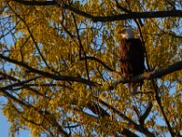 04-17-16-Mattawoman Creek-21285