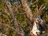 04-17-16-Mattawoman Creek-21352