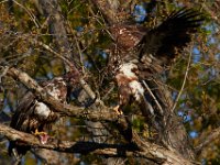04-17-16-Mattawoman Creek-21353