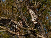 04-17-16-Mattawoman Creek-21356