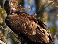 04-17-16-Mattawoman Creek-21387