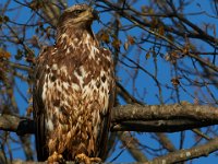 04-17-16-Mattawoman Creek-21434
