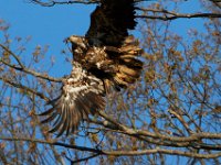 04-17-16-Mattawoman Creek-21438
