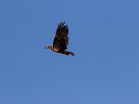 04-17-16-Mattawoman Creek-21444