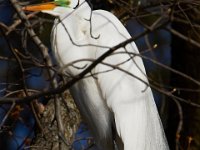 04-17-16-Mattawoman Creek-21461