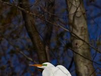 04-17-16-Mattawoman Creek-21492