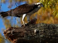 04-17-16-Mattawoman Creek-21528
