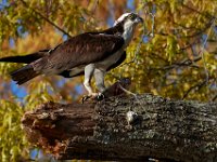 04-17-16-Mattawoman Creek-21545