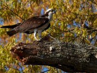 04-17-16-Mattawoman Creek-21546
