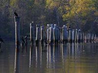 04-17-16-Mattawoman Creek-21658