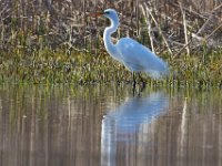 04-17-16-Mattawoman Creek-21755