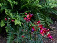 06-04-16-GrandMas Flowers