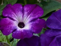 06-04-16-G-Mas Flowers-24091