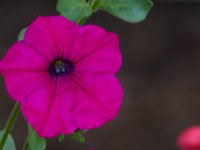 06-04-16-G-Mas Flowers-24096