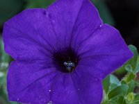 06-04-16-G-Mas Flowers-24101