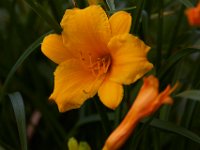 06-04-16-G-Mas Flowers-24125