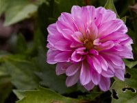 06-04-16-G-Mas Flowers-24136