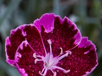 06-04-16-G-Mas Flowers-24167