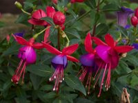 06-04-16-G-Mas Flowers-24171
