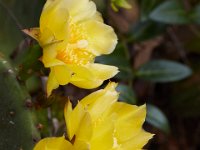 06-04-16-G-Mas Flowers-24186