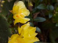 06-04-16-G-Mas Flowers-24190