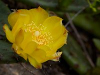 06-04-16-G-Mas Flowers-24199