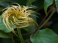 06-04-16-G-Mas Flowers-24208