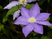 06-04-16-G-Mas Flowers-24215