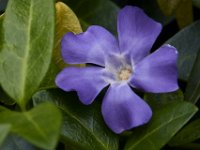 06-04-16-G-Mas Flowers-24234