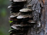 06-04-16-Mattawoman-23655