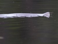 06-04-16-Mattawoman-23697