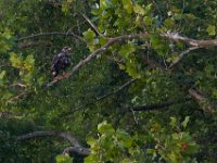 06-19-16-Piscataway-24712