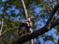 06-19-16-Piscataway-25130