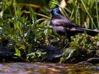 06-19-16-Piscataway-25204