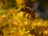 06-28-16-California-26944