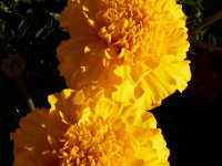 07-02-16-California-29402