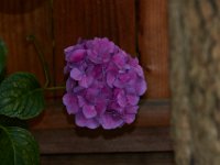 07-03-16-California-29457