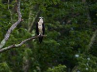 06-24-16-Selbys Landing-25307